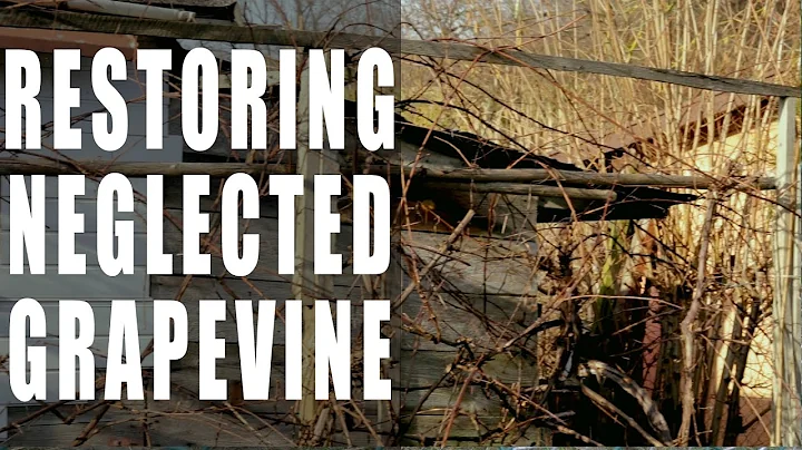 Restoring a Neglected Grapevine | How to Restore & Propagate Any Grapevine - DayDayNews