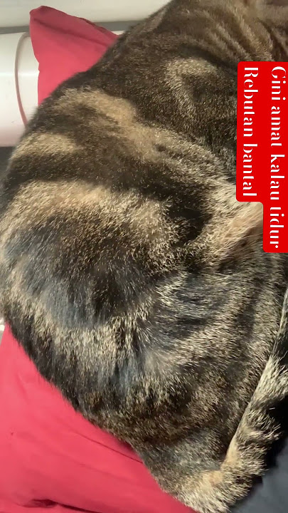 Keanehan Dan Kebiasaan si gemoy, klu tidur rebutan bantal