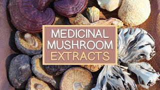 Medicinal Fungi, Top Amazing Asset of Mushroom Supplements