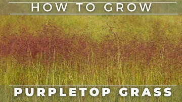 Purple Top Grass - Tridens Flavus