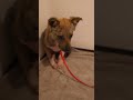 【牧場に捨てられていた犬】 初日、パニックになった…