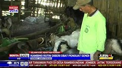 Kambing Jawarandu Jadi Primadona, Obat Kuat Kuncinya - Durasi: 2.14. 