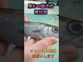 黒むつ捌き方#short #shorts #new #fish #japan #howto #おすすめ #簡単 #料理 #釣り #楽しい #美味しい