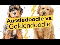 Aussiedoodle vs. Goldendoodle - What's The Difference? 🐶🦴🐶