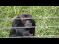 Ngamba Island Chimpanzee Sanctuary Ngamba Island Chimpanzee Sanctuary