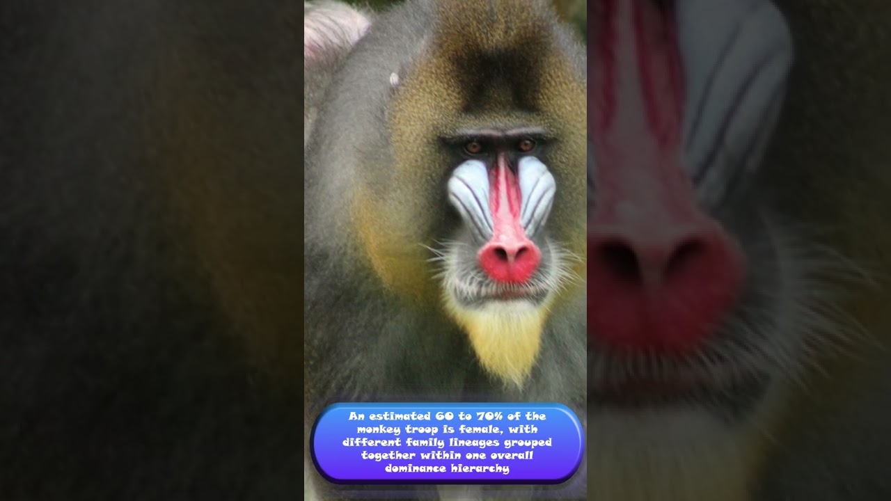 The largest monkey is the leader of the troop!? 😯