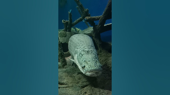 Underwater World, Pattaya Thailand #gaintfish
