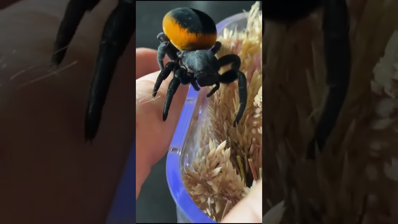 Huge Velvet Spider