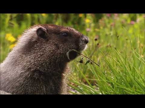 Wildlife