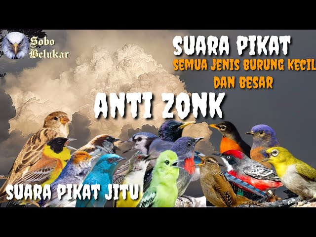 Yang Lagi Viral || Suara Pikat Anti Zonk Untuk Semua Jenis Burung class=