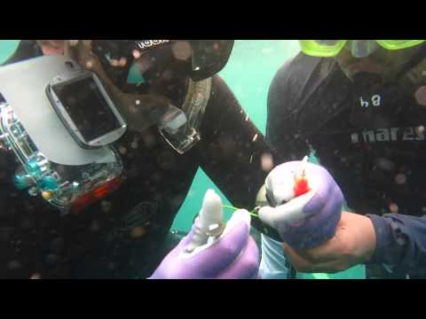 Whale shark tagging and genetic sampling - Berau, Indonesia