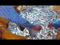 Millions Of Small Fish Caught In Net | Amazing Seine Fishing