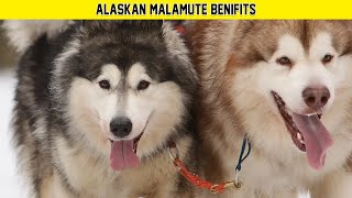 Alaskan Malamute Dogs: The Incredible Benefits of Owning One | Training | Puppies & Facts