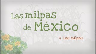 4.- Las milpas de México, las milpas