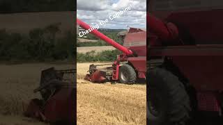 Corn cart up on the hill with the Ford 6710…#harvest2023 #harvest #masseyferguson #combineharvester