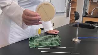 Lab 5-16: Casein Hydrolysis