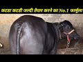 कटडा हो या कटडी 12 महीने में तैयार गुप्त फार्मूला Secret formula to prepare Katda,Katdi in 12 months