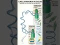 flagellar movement #biology #shortvideos #science #study #shorts