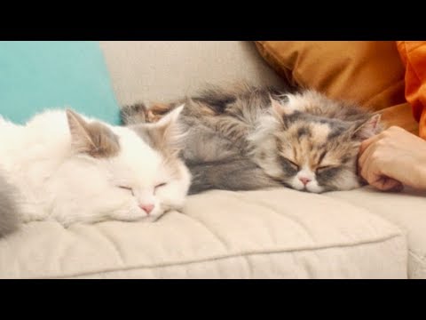 ほっこりニャレンジ 猫ちゃんの８の癒し方 動画 Ucc上島珈琲pr動画 Youtube