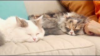 「#ほっこりニャレンジ」猫ちゃんの８の癒し方 動画／UCC上島珈琲PR動画