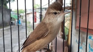 Suara Asli Burung Kerak Basi Alis Putih / CIGROK GACOR