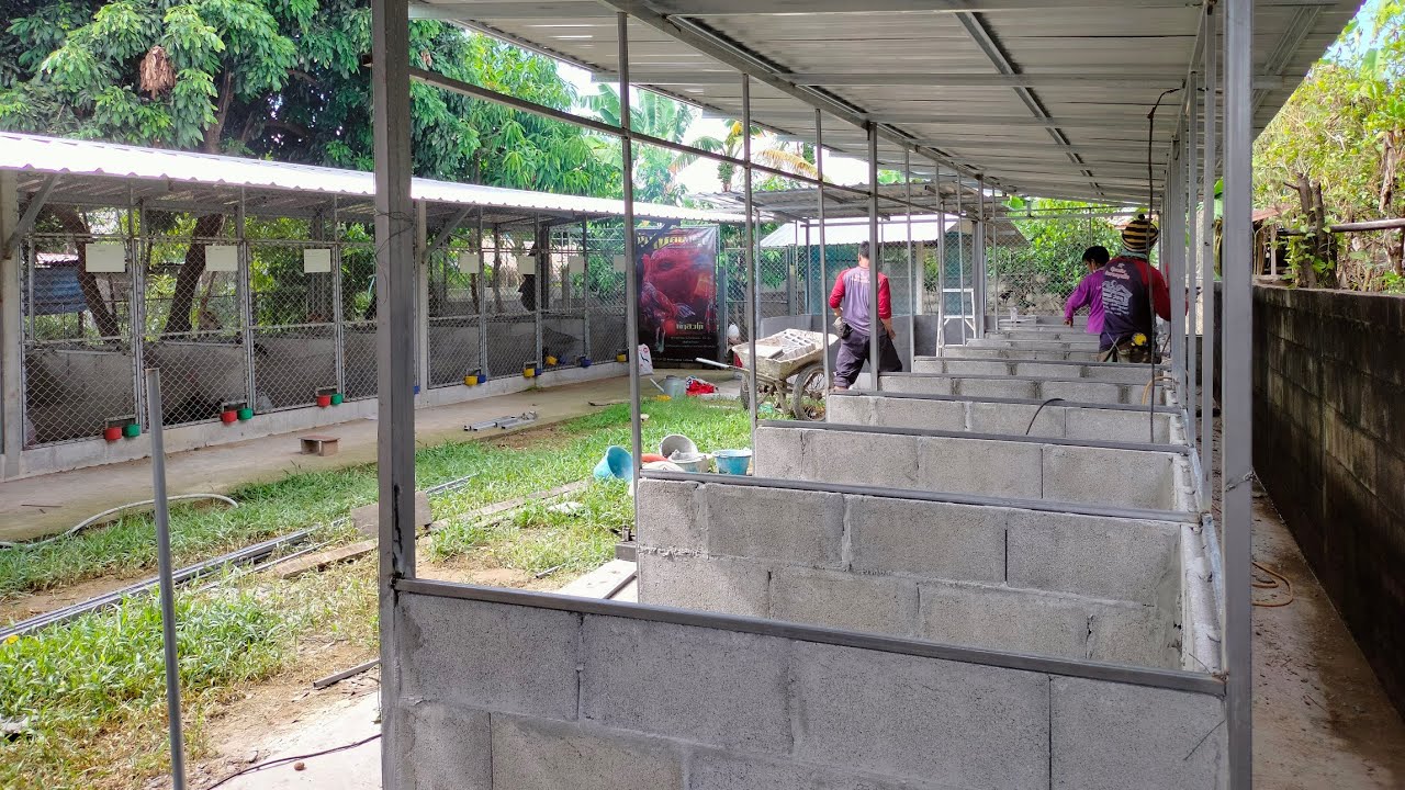 ล็อคผสม ล็อกไก่เล็ก ล็อกพ่อไก่ EP.3