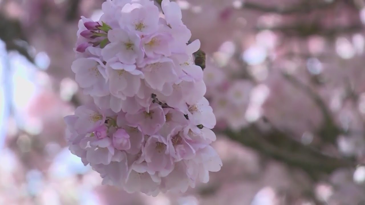 Cherry Blossom peak bloom YouTube
