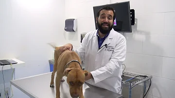 ¿Cuáles son las causas de las infecciones cutáneas en los perros?