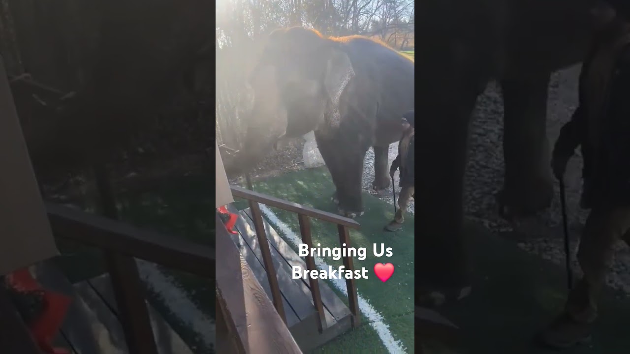 Elephant Bringing Us Breakfast At A Cabin