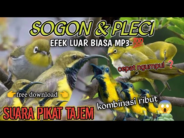 suara pikat sogon vs pleci Kombinasi MP3 ampuh ❗ class=