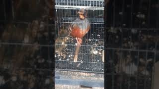 Download Lagu puyuh gonggong gacor 😀 MP3