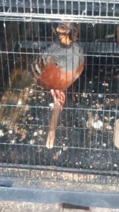 puyuh gonggong gacor 😀