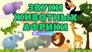 ЗВУКИ ЖИВОТНЫХ АФРИКИ \\ ЖИВОТНЫЕ АФРИКИ ЗВУКИ \\ РАЗВИВАЮЩЕЕ ВИДЕО ДЛЯ ДЕТЕЙ \\ ГОЛОСА ЖИВОТНЫХ АФРИКИ