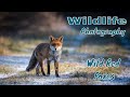 PHOTOGRAPHING WILD RED FOXES - WILDLIFE PHOTOGRAPHY UK