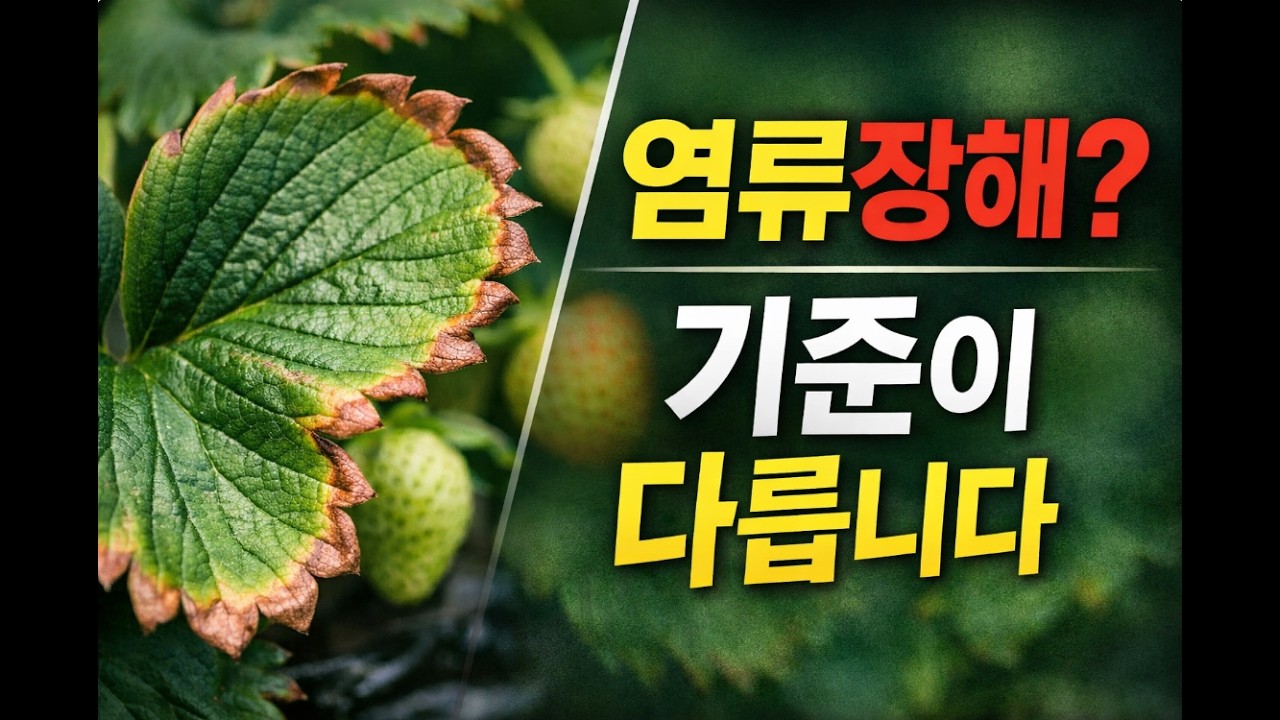 구독자 딸기밭 사진판독｜딸기 엽연 마름, 염류장해일까? 판단 기준은 이것