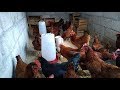 Como Empezar a Criar Gallinas Ponedoras