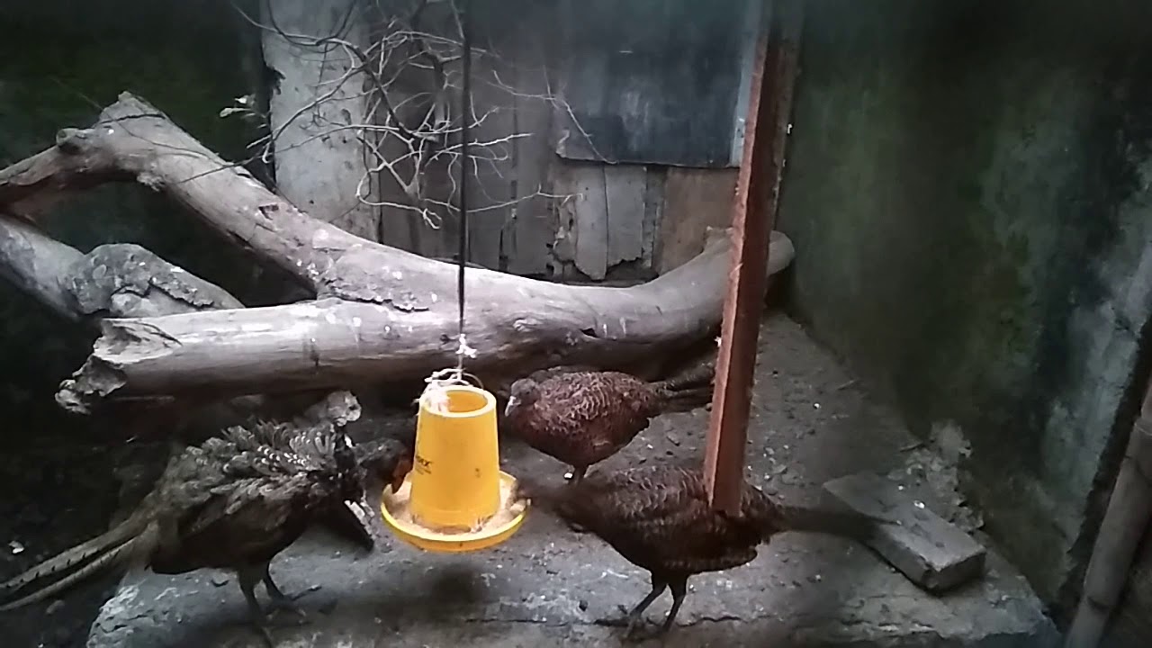 Ayam pendeteksi gempa!!! "Ringneck pheasant" 