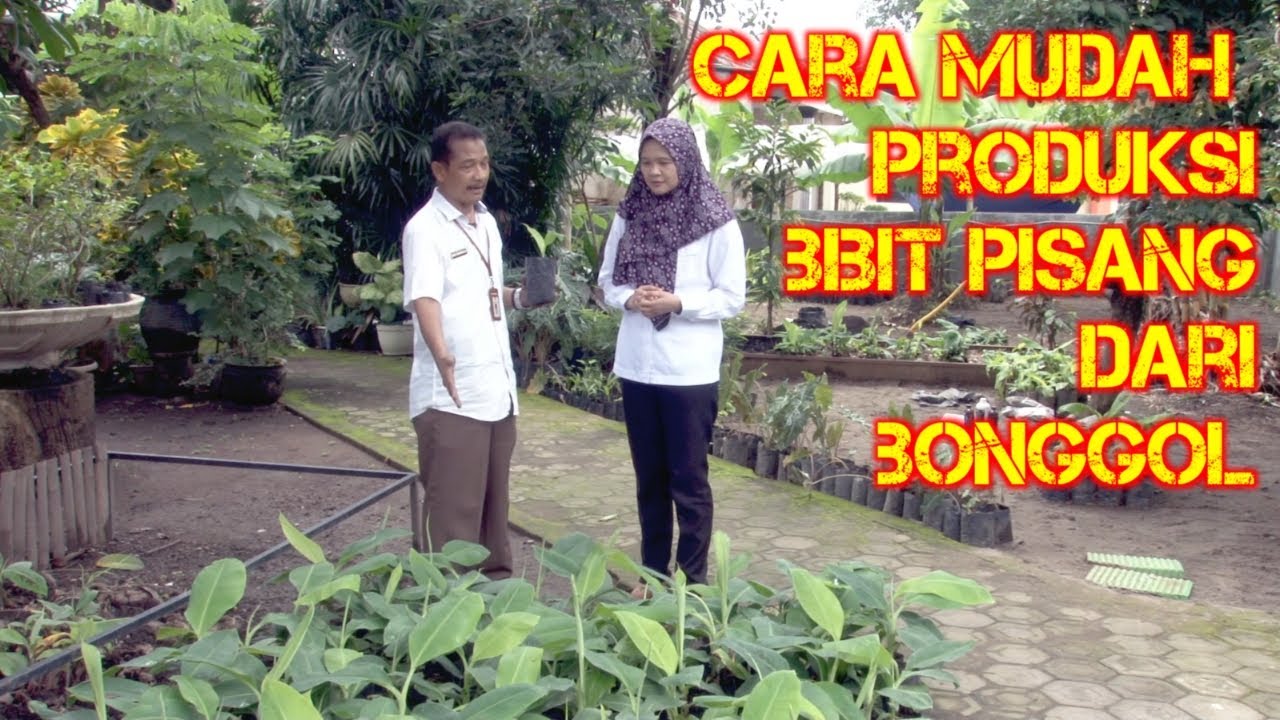 Cara membuat bibit pisang dari bonggolnya