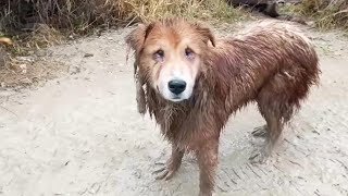 Wet and muddy, he begged me to find his owner with painful eyes in despair