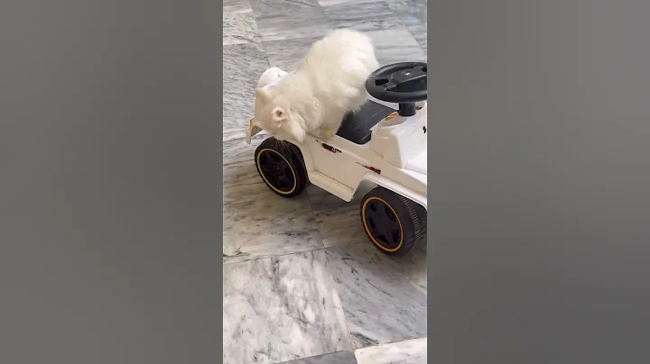 Video 11697831: white persian cat odd, persian cat odd eyes, beautiful white persian cat, gorgeous persian cat, persian cat meets, royal