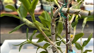 July 30, 2024春石斛的高芽與最簡單的種植方法How to propagate Dendrobium Orchid keikis