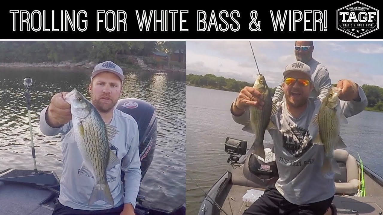 TROLLING Crankbaits for White Bass & Wiper AFTER WALLEYE FAIL! YouTube