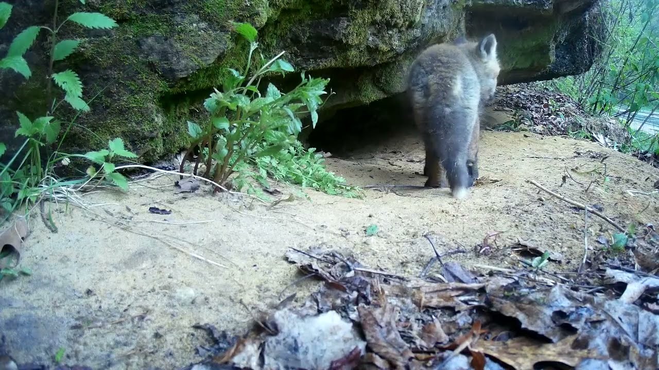 Its raining gently at the fox den