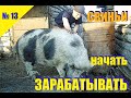 №13 Свиньи - выгодный заработок на селе