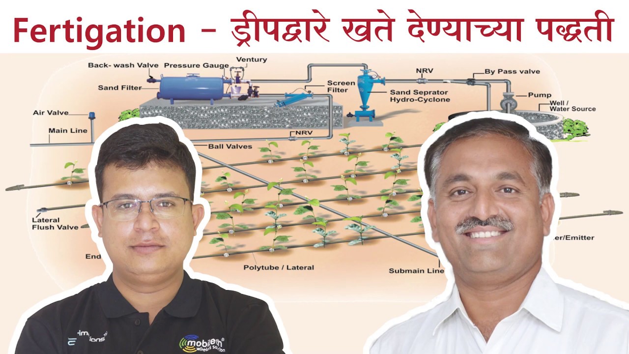 Fertigation ड्रीपद्वारे खते देण्याच्या पद्धती|Fertigation Fertilizer application by drip|Pomegranate