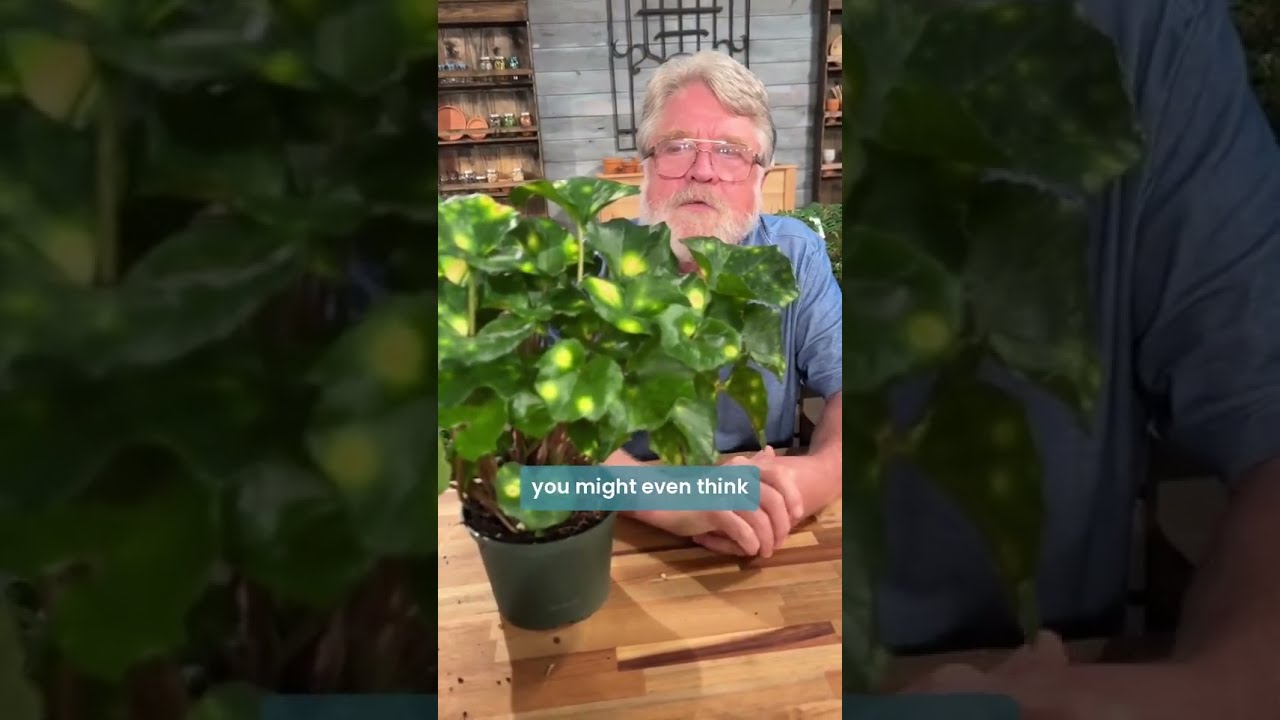 Got a shady, moist spot in your garden?  🏡 #gardeningtips