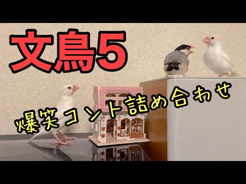 【爆笑】文鳥コント詰め合わせ　#013