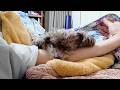 飼い主の腕枕で爆睡する16歳トイプードルの週末、いやもう大変でした…。