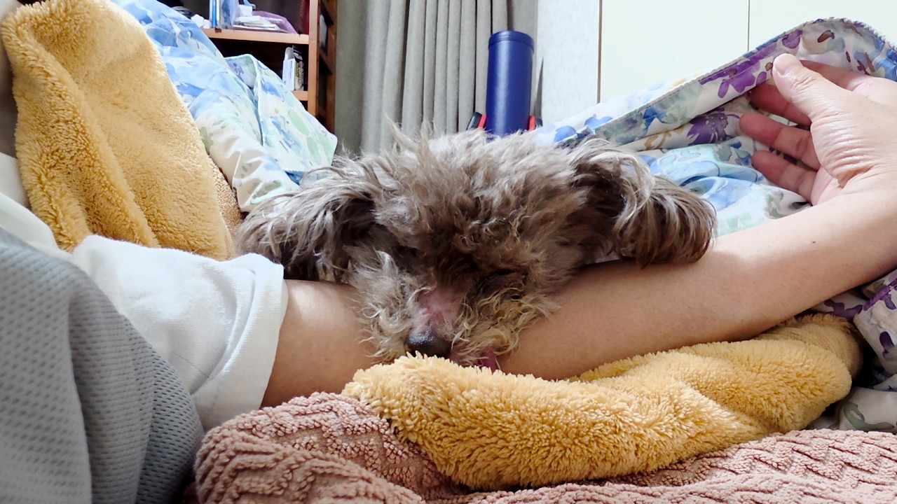 飼い主の腕枕で爆睡する16歳トイプードルの週末、いやもう大変でした…。