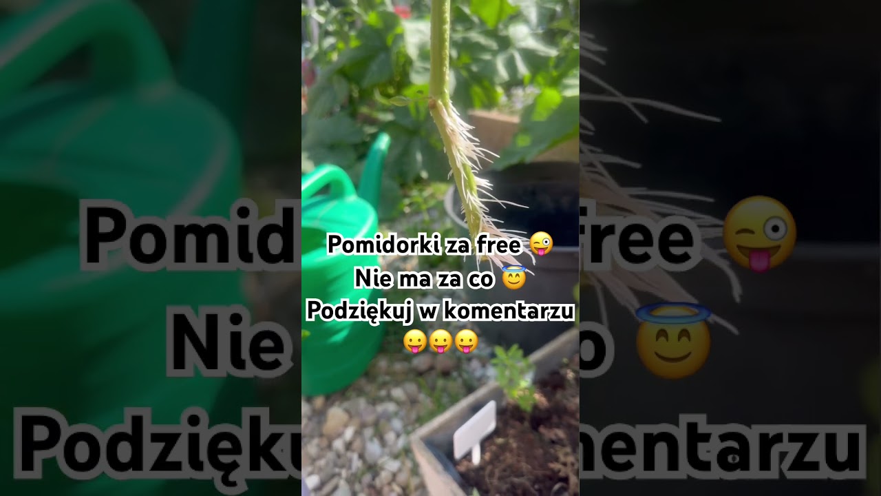 Pomidory za darmo 😁